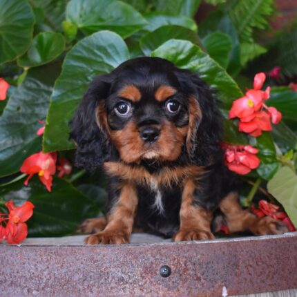 Toby