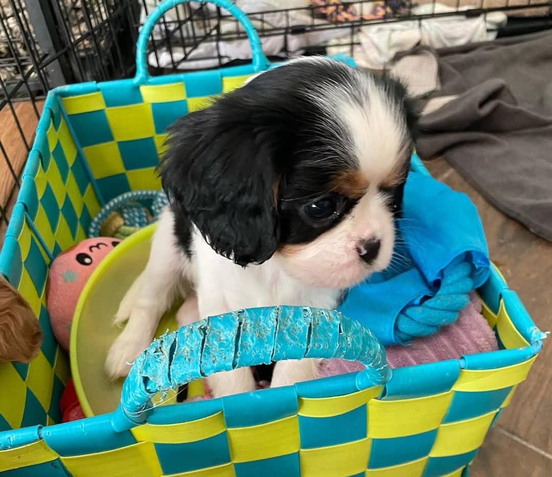 WhatsApp Image 2025-11-17 at 03.38.12_36342782